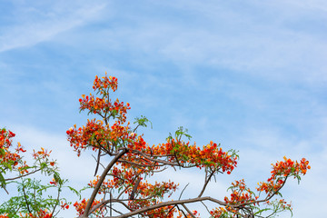 Royal Poinciana
