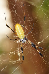 Goldene Seidenspinne (Nephila clavipes)