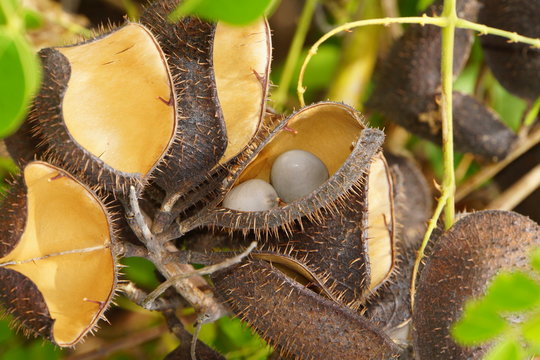 Früchte der Caesalpinia bonduc