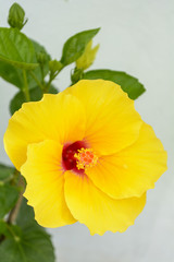 Hibiscus is a genus of flowering plants in the mallow family, Malvaceae
