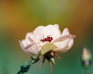 Beautiful flowers