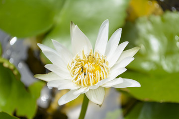 Lotus with bees

