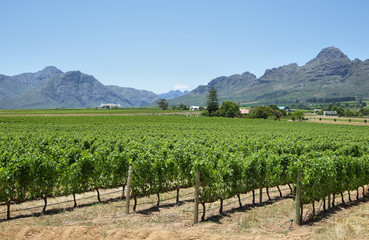 Fototapeta na wymiar Vineyards landscape near Franschhoek