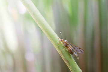 Insect on twig
