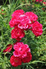 Яркие алые розы