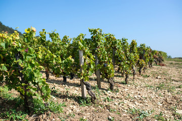 Fototapeta na wymiar lines of vine during the harvest un Burgundy