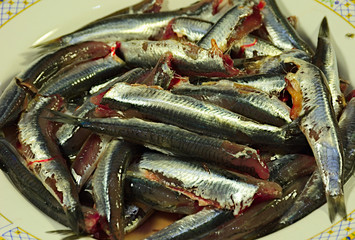 anchovies,fish,marine species,food