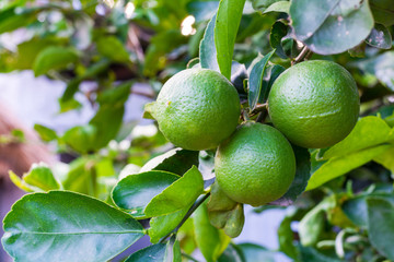 Fresh lime green on the tree, lemon thai.