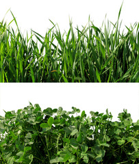 Background clover and wheat grass.