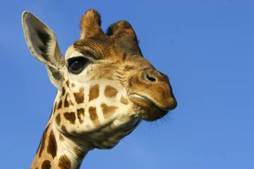 Fototapeten Portret giraf hoog in de lucht. © photoPepp