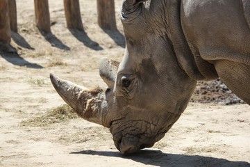 Obraz premium closeup shot of a white rhinoceros head
