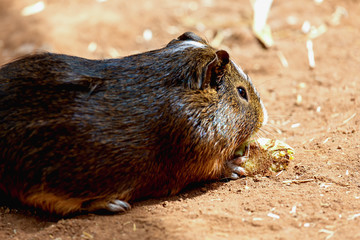 Guinea pig on the ground