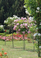 Штамбовые розы в розарии ботанического сада г. Варна