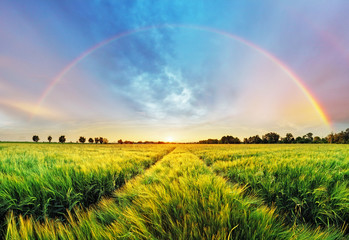 Naklejka premium Rainbow Rural landscape with wheat field on sunset