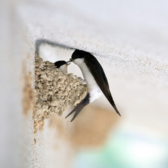 Swallow that makes the nest - obrazy, fototapety, plakaty