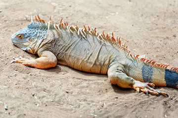 Iguana or lizard on yellow sand