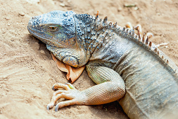 Iguana or lizard on yellow sand