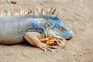 Iguana or lizard on yellow sand