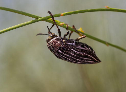 Beetle photographed in their natural environment.