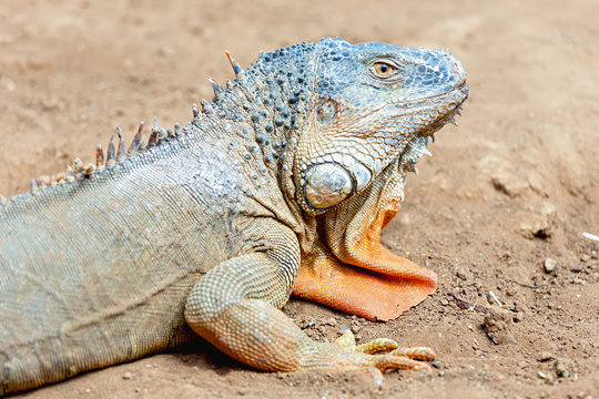 Closeup of iguana or lizard
