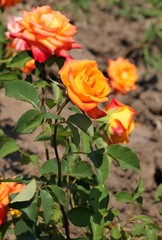 Оранжевые розы
