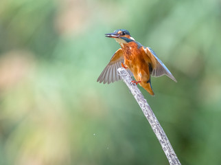 Martin Pescatore Alcedo Atthis