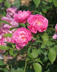 Три розовых розы