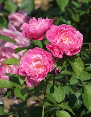 Три розовых розы