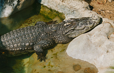 Crocodile