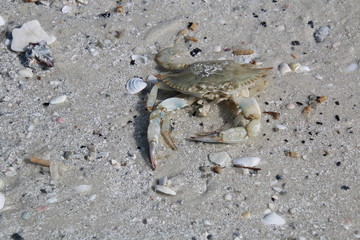 Crab