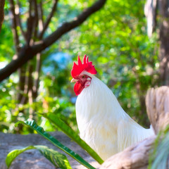 White Rooster