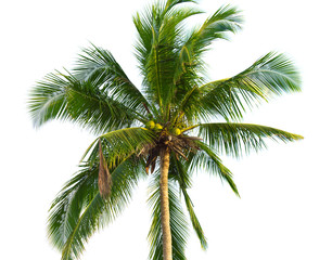 Fototapeta na wymiar Coconut Palm