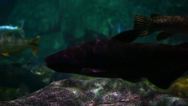 Freshwater fish underwater - Amazon biotope aquarium