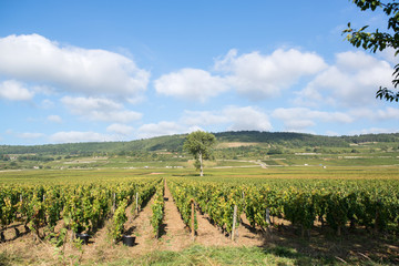 Fototapeta na wymiar line of vine in burgundy