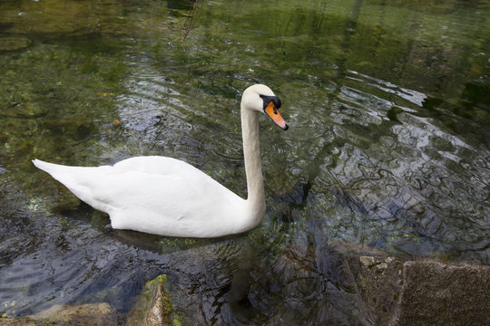 Swan in a pond