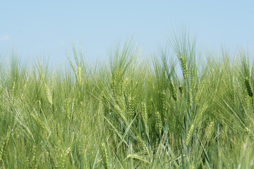 Fototapeta premium Barley Field