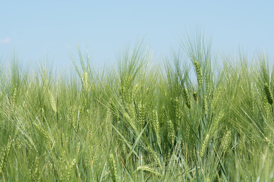 Barley Field