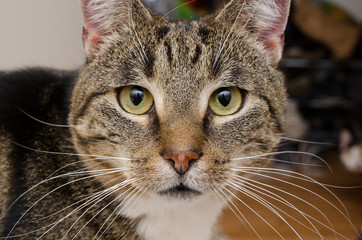 genervte Wohnungskatze