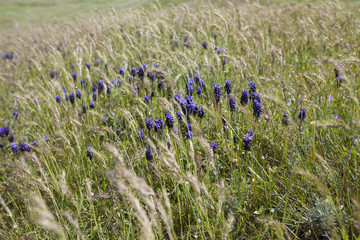 purple meadow flowers