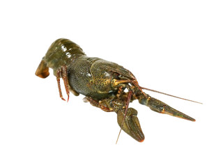 Uncooked crawfishe.Isolated.