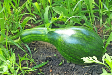 Green marrow on a garden bad.