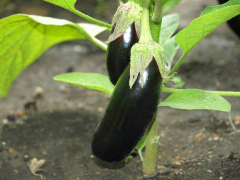 Two ripe eggplants on a garden bad.