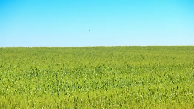Wheat green field against the blue sky
