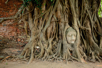 Head of Buddha statue in the tree roots at Wat Mahathat temple, Ayutthaya, Thailand