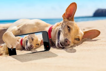 Photo sur Plexiglas Chien fou chien d& 39 été selfie