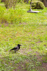 crow on the green grass
