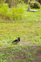 crow on the green grass