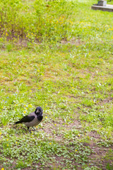 crow on the green grass