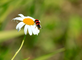 red and black bug on chamomile