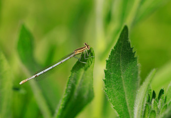 Fototapeta premium dragonfly
